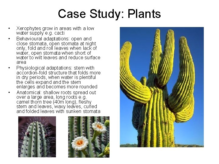 Case Study: Plants • • Xerophytes grow in areas with a low water supply