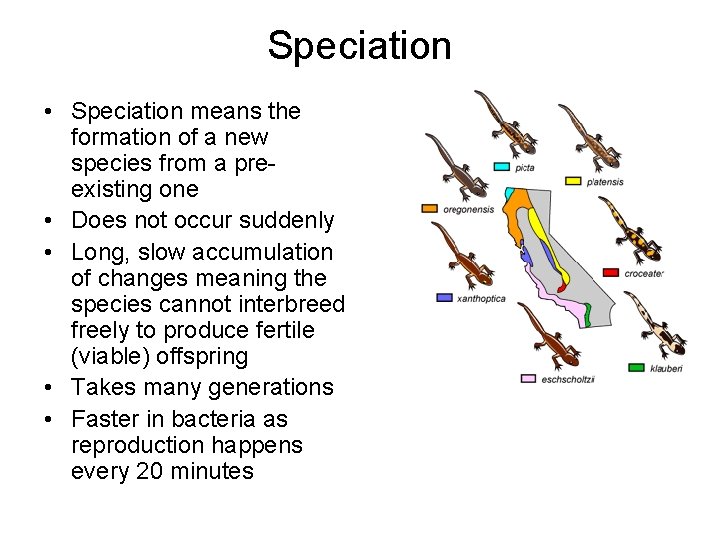 Speciation • Speciation means the formation of a new species from a preexisting one