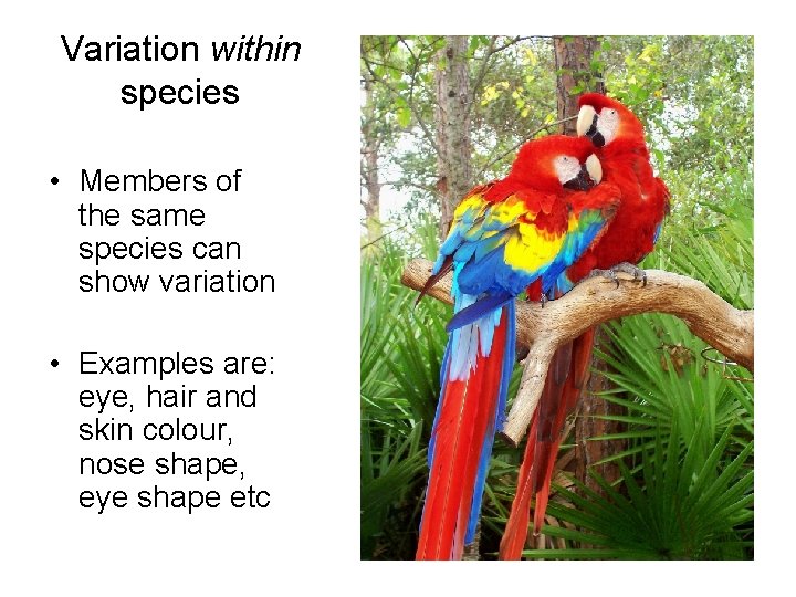 Variation within species • Members of the same species can show variation • Examples