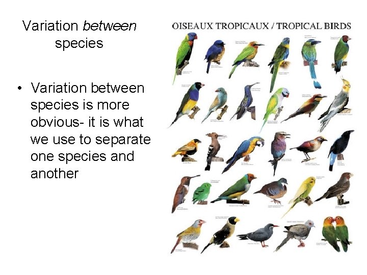 Variation between species • Variation between species is more obvious- it is what we