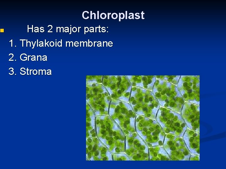 ■ Chloroplast Has 2 major parts: 1. Thylakoid membrane 2. Grana 3. Stroma 