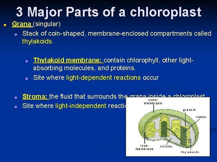 3 Major Parts of a chloroplast ■ Grana (singular) ■ Stack of coin-shaped, membrane-enclosed