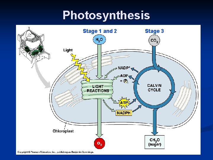 Photosynthesis Stage 1 and 2 Stage 3 