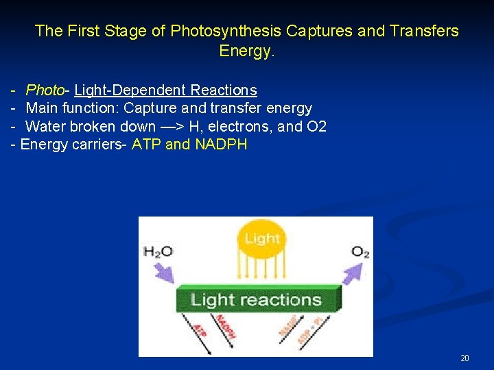 The First Stage of Photosynthesis Captures and Transfers Energy. - Photo- Light-Dependent Reactions -