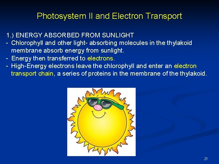 Photosystem II and Electron Transport 1. ) ENERGY ABSORBED FROM SUNLIGHT - Chlorophyll and