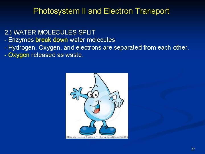 Photosystem II and Electron Transport 2. ) WATER MOLECULES SPLIT - Enzymes break down