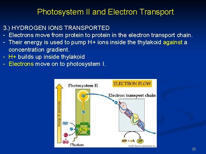 Photosystem II and Electron Transport 3. ) HYDROGEN IONS TRANSPORTED - Electrons move from