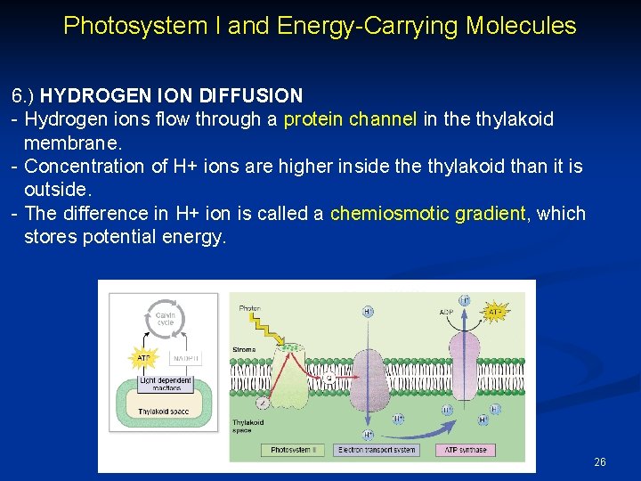 Photosystem I and Energy-Carrying Molecules 6. ) HYDROGEN ION DIFFUSION - Hydrogen ions flow