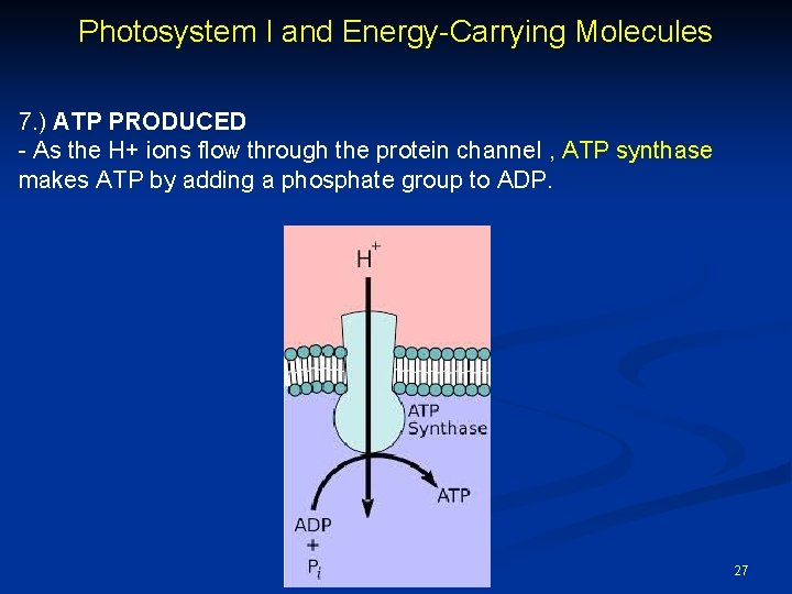 Photosystem I and Energy-Carrying Molecules 7. ) ATP PRODUCED - As the H+ ions