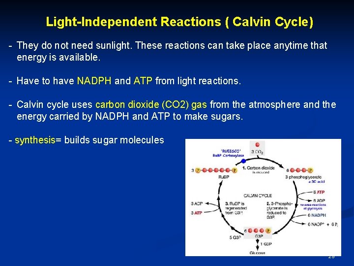 Light-Independent Reactions ( Calvin Cycle) - They do not need sunlight. These reactions can