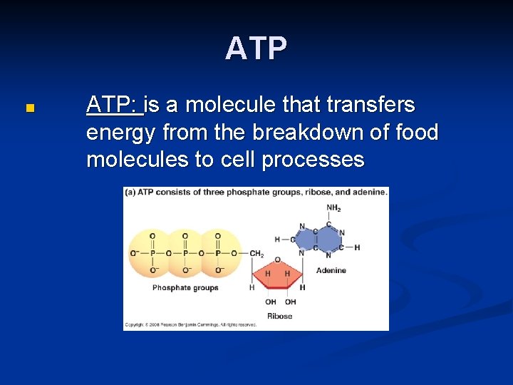 ATP ■ ATP: is a molecule that transfers energy from the breakdown of food