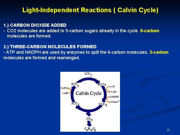 Light-Independent Reactions ( Calvin Cycle) 1. ) CARBON DIOXIDE ADDED - CO 2 molecules