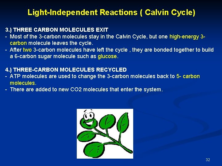 Light-Independent Reactions ( Calvin Cycle) 3. ) THREE CARBON MOLECULES EXIT - Most of