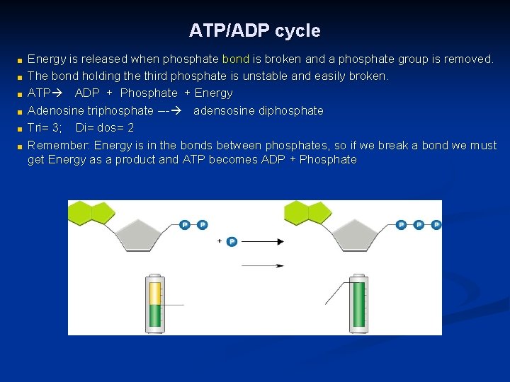 ATP/ADP cycle ■ ■ ■ Energy is released when phosphate bond is broken and