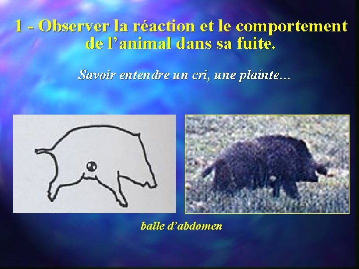 1 - Observer la réaction et le comportement de l’animal dans sa fuite. Savoir