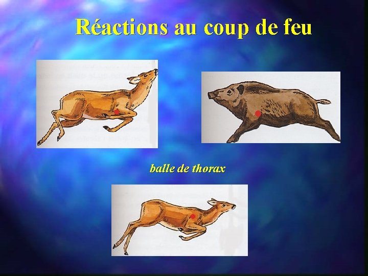 Réactions au coup de feu balle de thorax 