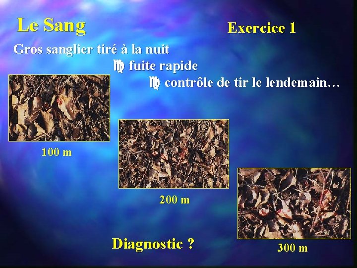 Le Sang Exercice 1 Gros sanglier tiré à la nuit fuite rapide contrôle de