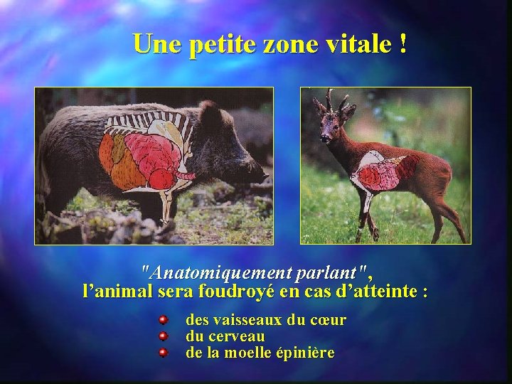 Une petite zone vitale ! "Anatomiquement parlant", l’animal sera foudroyé en cas d’atteinte :