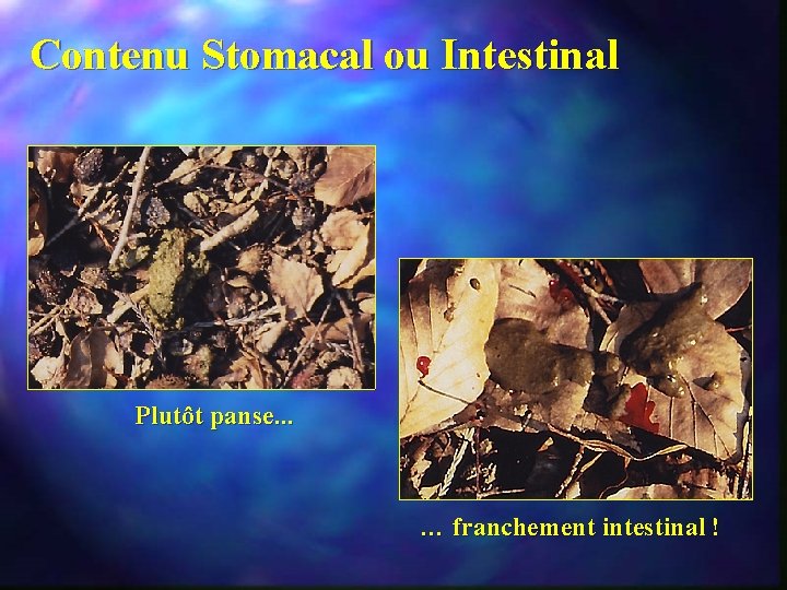 Contenu Stomacal ou Intestinal Plutôt panse. . . … franchement intestinal ! 