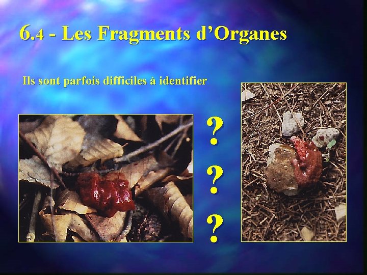 6. 4 - Les Fragments d’Organes Ils sont parfois difficiles à identifier ? ?