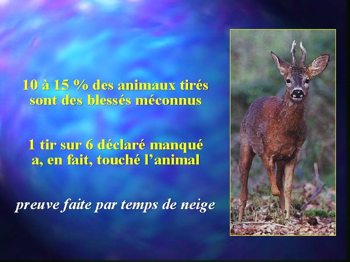 10 à 15 % des animaux tirés sont des blessés méconnus 1 tir sur