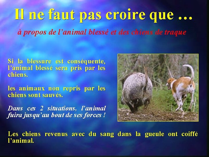 Il ne faut pas croire que … à propos de l’animal blessé et des