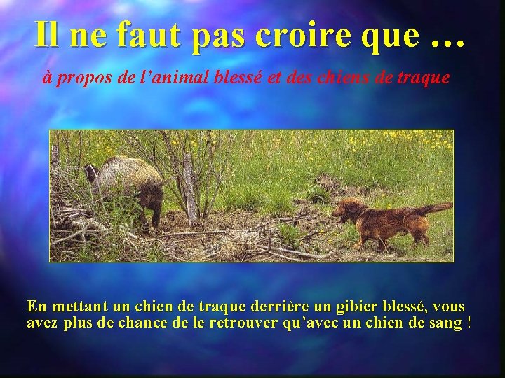 Il ne faut pas croire que … à propos de l’animal blessé et des