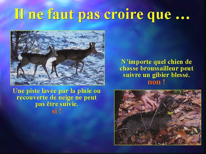 Il ne faut pas croire que … N’importe quel chien de chasse broussailleur peut