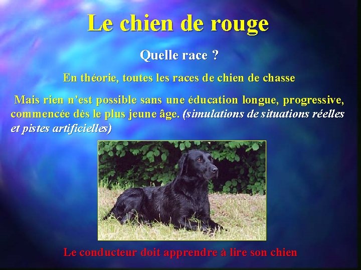 Le chien de rouge Quelle race ? En théorie, toutes les races de chien