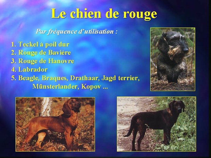 Le chien de rouge Par fréquence d’utilisation : 1. Teckel à poil dur 2.