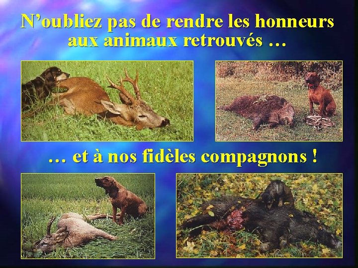 N’oubliez pas de rendre les honneurs aux animaux retrouvés … … et à nos