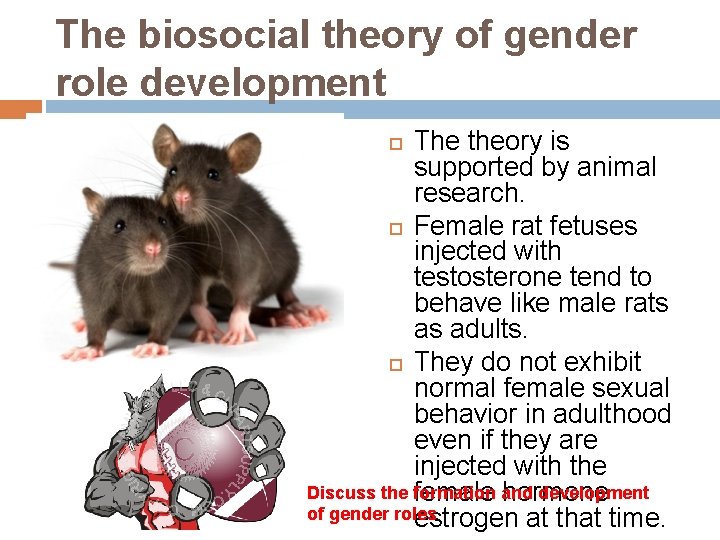 The biosocial theory of gender role development The theory is supported by animal research.