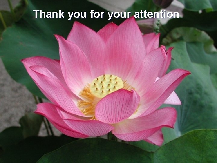 Thank you for your attention 