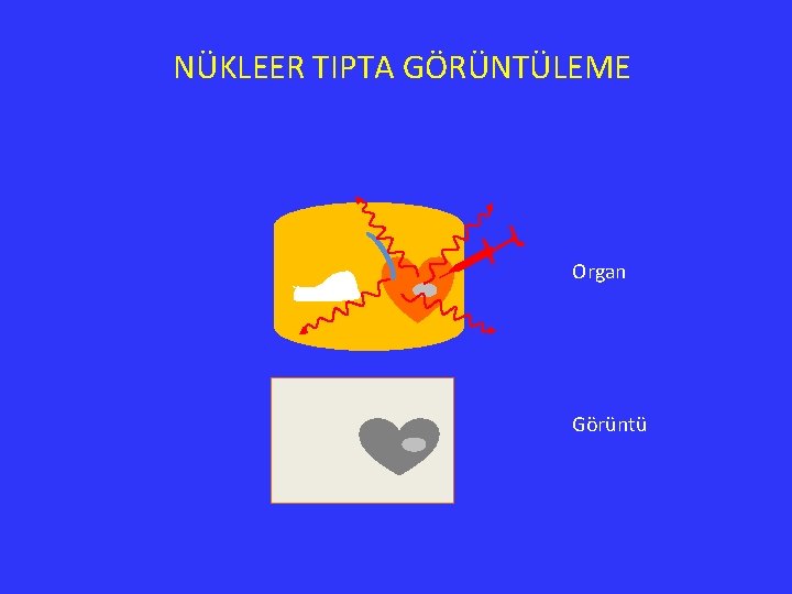 NÜKLEER TIPTA GÖRÜNTÜLEME Organ Görüntü 