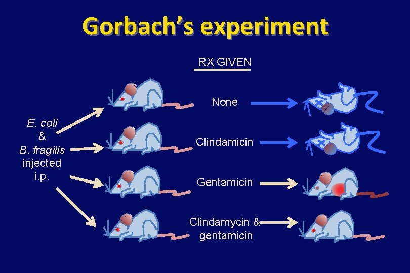 Gorbach’s experiment RX GIVEN None E. coli & B. fragilis injected i. p. Clindamicin