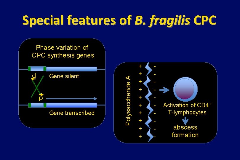 Special features of B. fragilis CPC P Gene silent P Gene transcribed Polysaccharide A
