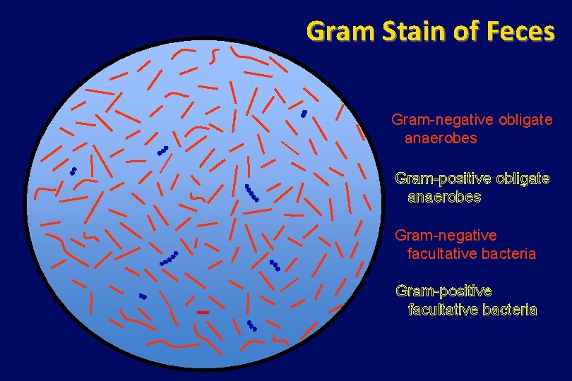 Gram Stain of Feces Gram-negative obligate anaerobes Gram-positive obligate anaerobes Gram-negative facultative bacteria Gram-positive