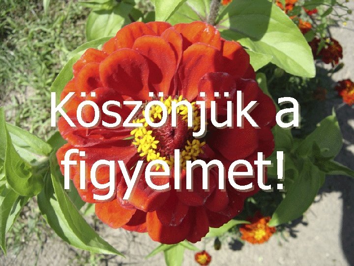 Köszönjük a figyelmet! 