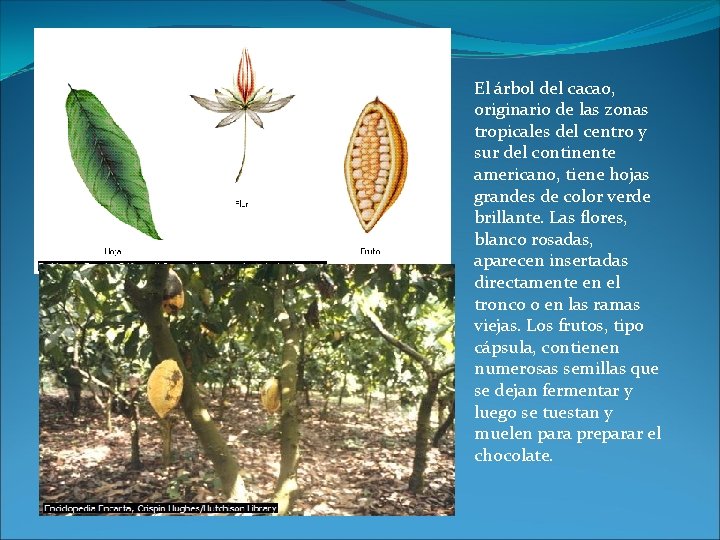 El árbol del cacao, originario de las zonas tropicales del centro y sur del