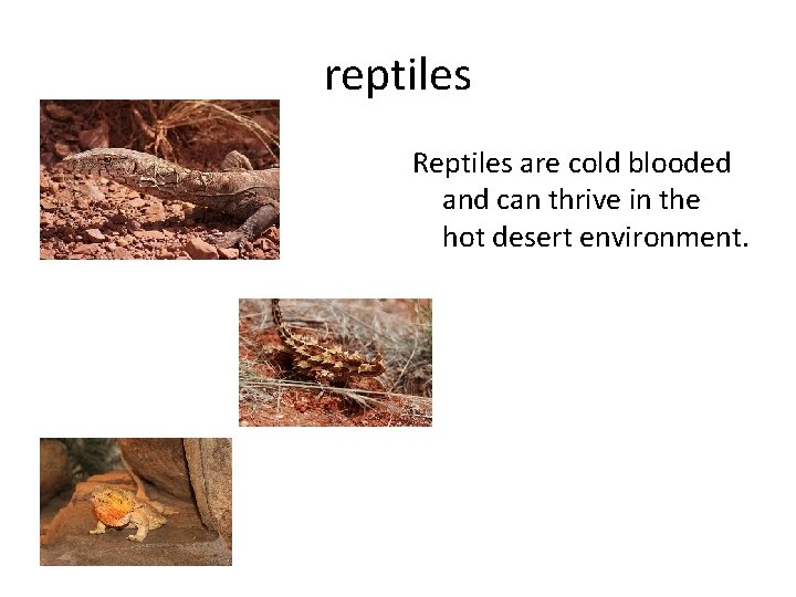 reptiles Reptiles are cold blooded and can thrive in the hot desert environment. 