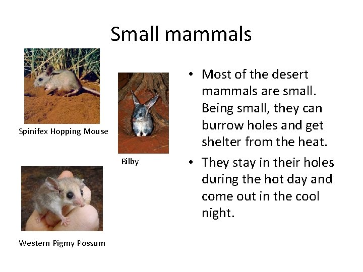 Small mammals Spinifex Hopping Mouse Bilby Western Pigmy Possum • Most of the desert