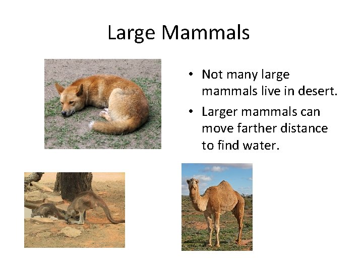 Large Mammals • Not many large mammals live in desert. • Larger mammals can