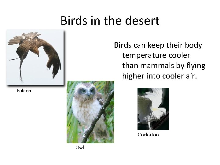 Birds in the desert Birds can keep their body temperature cooler than mammals by