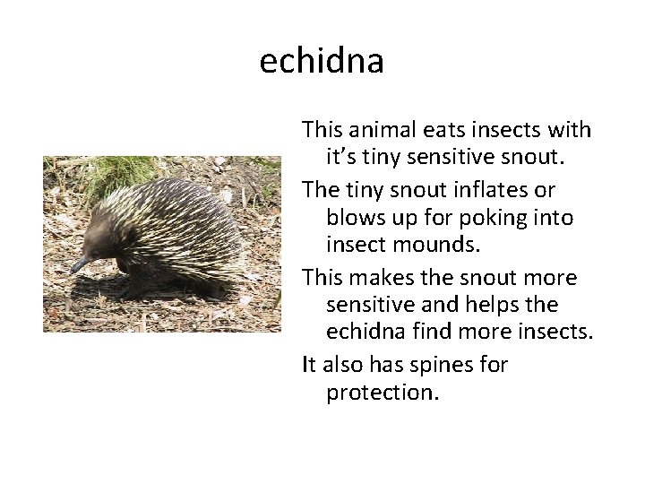 echidna This animal eats insects with it’s tiny sensitive snout. The tiny snout inflates
