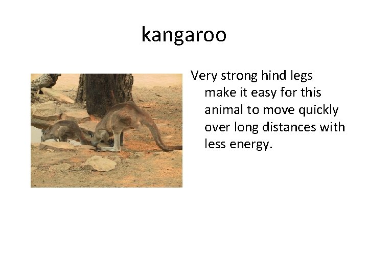 kangaroo Very strong hind legs make it easy for this animal to move quickly