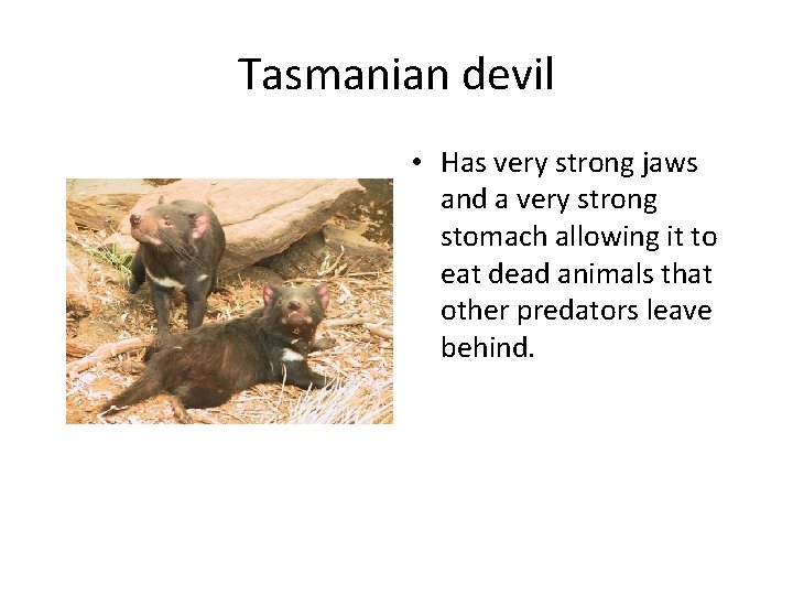 Tasmanian devil • Has very strong jaws and a very strong stomach allowing it Tasmanian devil • Has very strong jaws and a very strong stomach allowing it