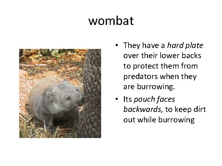 wombat • They have a hard plate over their lower backs to protect them wombat • They have a hard plate over their lower backs to protect them