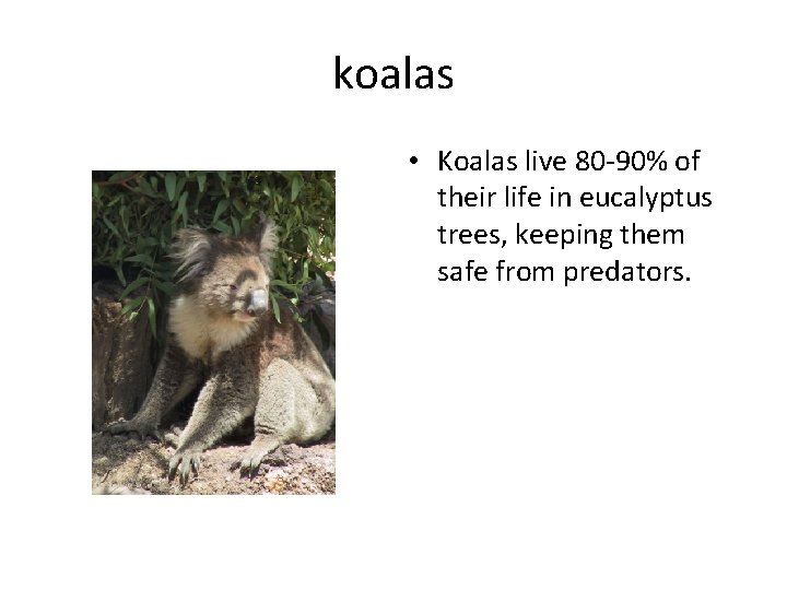 koalas • Koalas live 80 -90% of their life in eucalyptus trees, keeping them