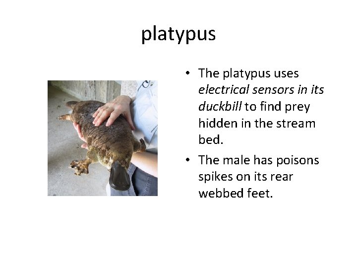 platypus • The platypus uses electrical sensors in its duckbill to find prey hidden