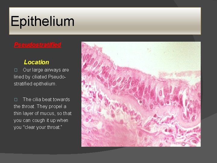 Epithelium Pseudostratified Location Our large airways are lined by ciliated Pseudostratified epithelium. � The Epithelium Pseudostratified Location Our large airways are lined by ciliated Pseudostratified epithelium. � The
